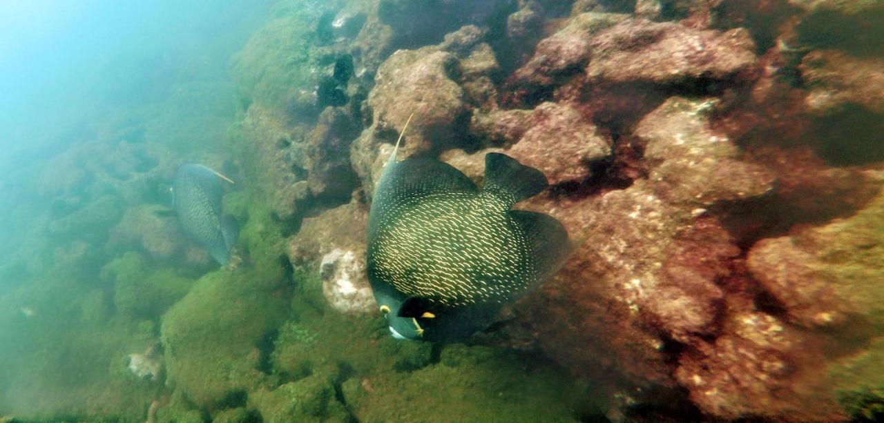 Paul'S Kitchenettes Da Praia & Nemo Dive, Centro De Mergulho Santa Cruz Cabrália Zewnętrze zdjęcie